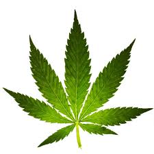 nootropics-and-cannabis