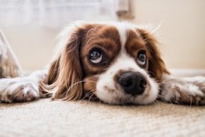 Depressed dog