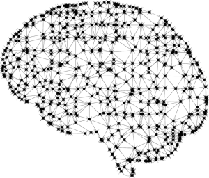 Brain