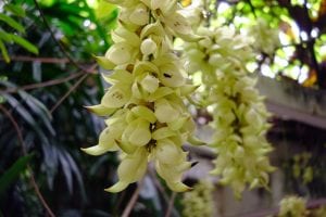 The Best Nootropics For Writing 4 Mucuna flower