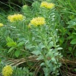 rhodiola rosea plant