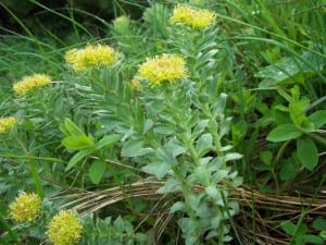 Nootropics For College Students 9 rhodiola rosea plant