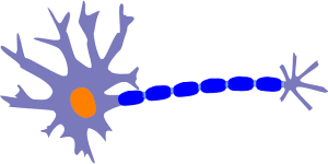 neuron