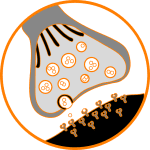Alpha-GPC - A Choline-Boosting Nootropic 2 alpha-gpc acetylcholine