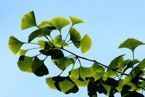 Ginkgo Biloba for Memory and Cognition 4 Ginkgo leaves
