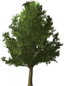Ginkgo Biloba for Memory and Cognition 2 A ginkgo tree