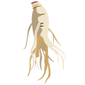 Panax ginseng root