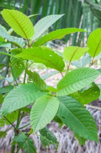 wild kratom plant