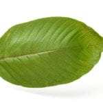 kratom leaf