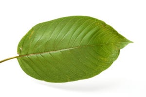 Nootropics For Introverts 5 kratom leaf