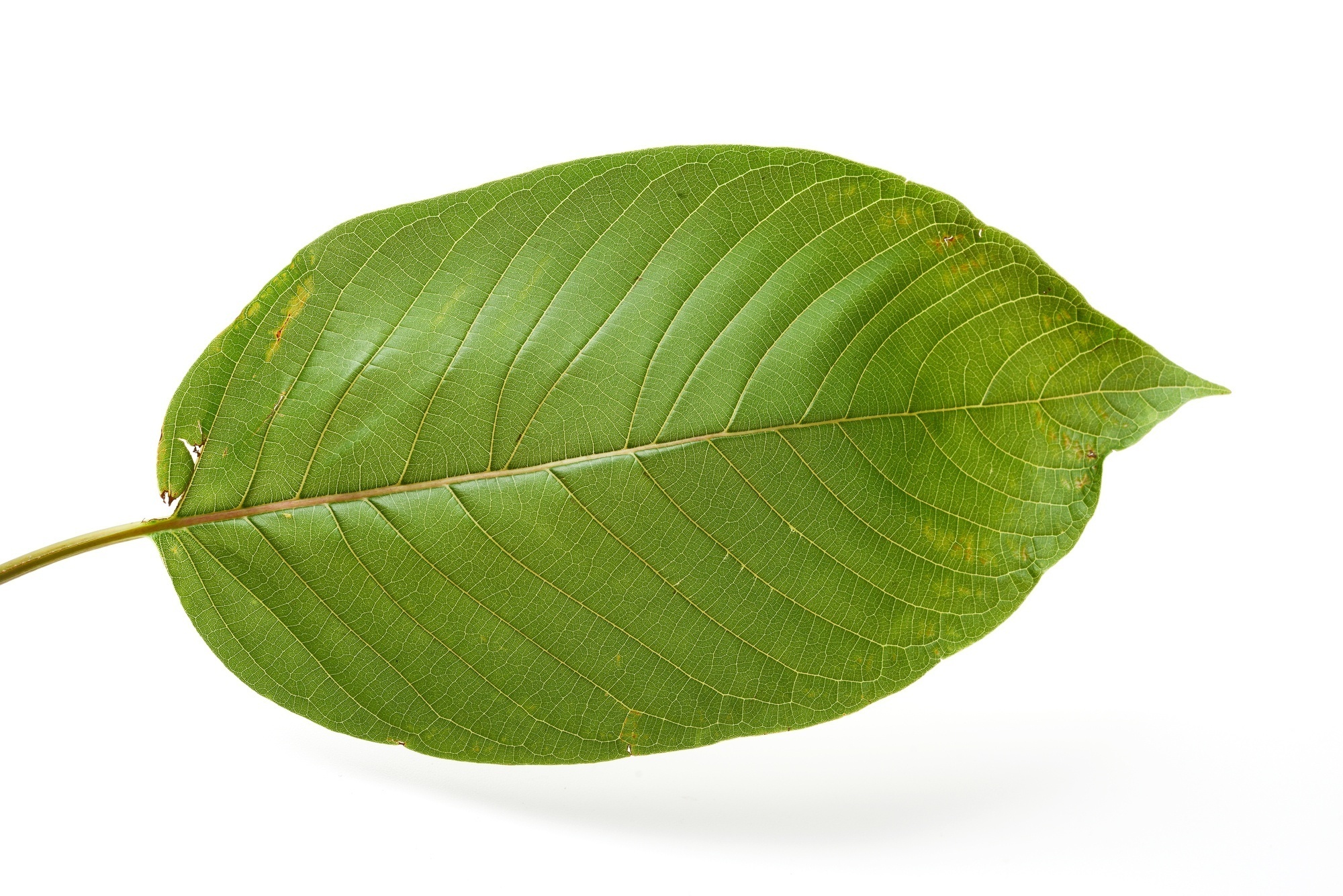 The Nootropic Benefits Of Kratom - Nootropics Zone