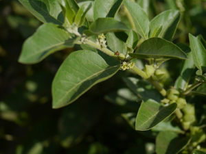 Ashwagandha Review 8 Ashwagandha plant.