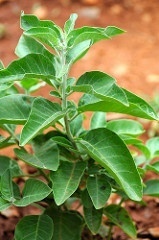 will ashwagandha keep you up at night