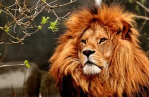 The Nootropic Benefits Of Lion's Mane 3 The Nootropic Benefits Of Lion's Mane 1