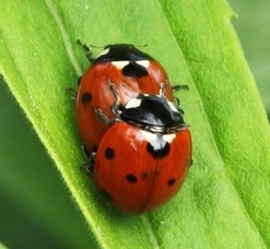 Nootropics and Sex 8 Ladybugs having sex