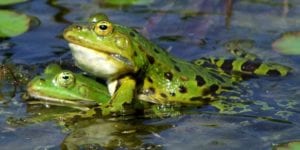 Frogs having sex