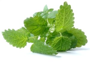 Lemon balm plant
