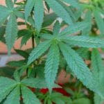 Marijuana and weed
