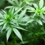 Weed plant