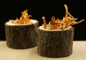 The Nootropic Benefits of Cordyceps 4 Cordyceps mushrooms
