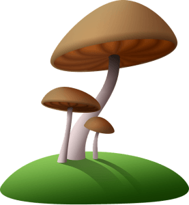 The Nootropic Benefits of Mushrooms 2