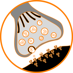 The Nootropic Benefits Of Agmatine 1