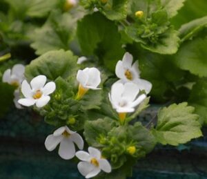 Bacopa For Memory And Anxiety 2 Bacopa plant
