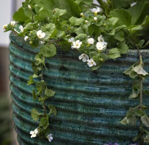 Brahmi (bacopa monnieri) plant