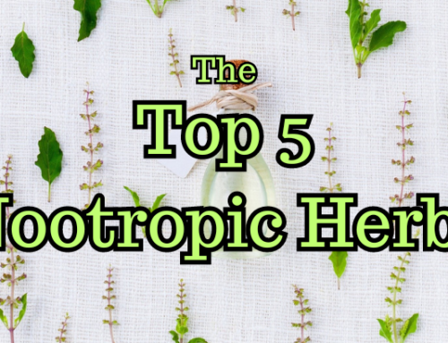 The Top 5 Nootropic Herbs