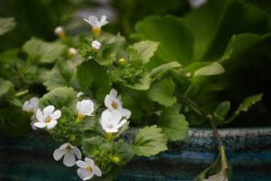 The Top 5 Nootropic Herbs 5 The Top 5 Nootropic Herbs 2