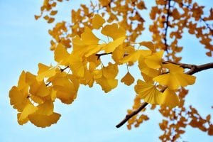 The Top 5 Nootropic Herbs 6 The Top 5 Nootropic Herbs 3