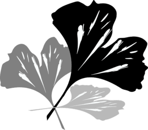 ginkgo biloba