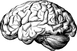 Brain