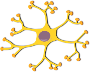 Neuron aka nerve cell
