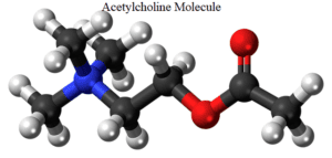 Acetylcholine molecule