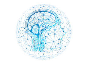 Human brain