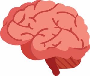 Beginner's Guide To Nootropics 2